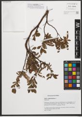 Foto von Salix waldsteiniana Willd.